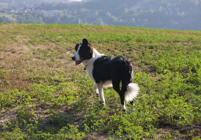 Zašto vaš pas jede travu: Ako mislite da ga boli stomak - POGRIJEŠILI STE