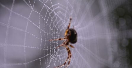 SAMO IH NE UBIJAJTE!  Kako zauvijek otjerati pauke iz kuće: Šest trikova koje morate probati