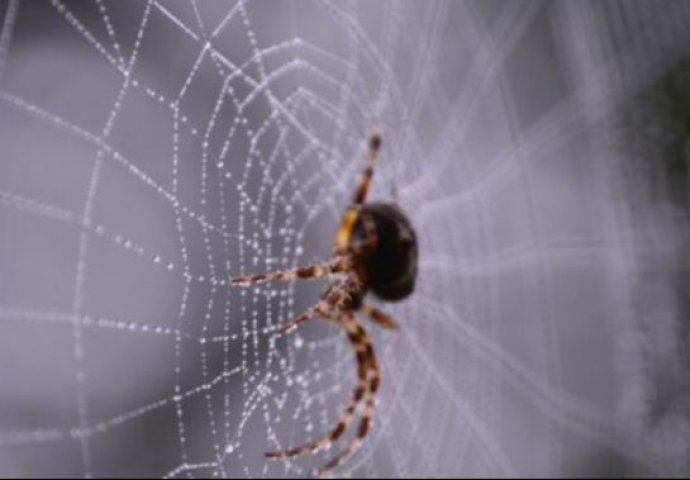 SAMO IH NE UBIJAJTE!  Kako zauvijek otjerati pauke iz kuće: Šest trikova koje morate probati