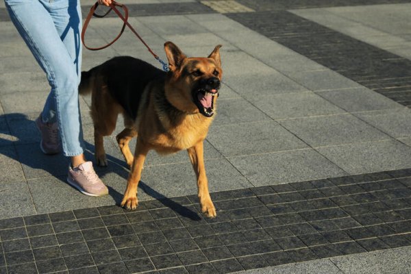 5 RAZLOGA ZBOG KOJIH PSI LAJU NA NEKE LJUDE A NA DRUGE NE: Evo kako razumjeti i spriječiti ovakvo ponašanje naših ljubimaca