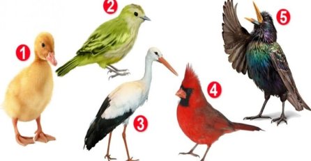 KOJA PTICA VAM SE NAJVIŠE DOPADA? Saznajte šta vas čini POSEBNIM!