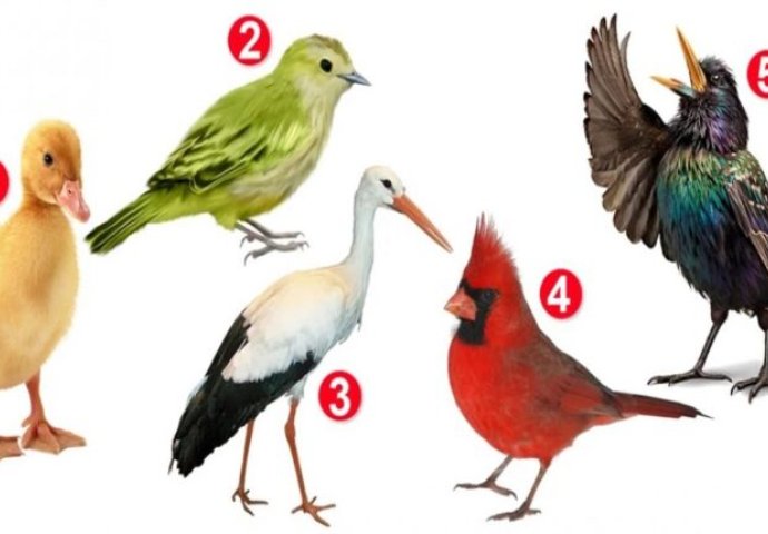 KOJA PTICA VAM SE NAJVIŠE DOPADA? Saznajte šta vas čini POSEBNIM!