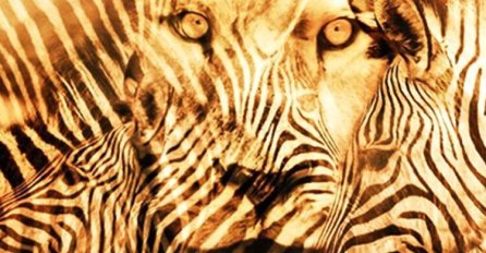 KOJU ŽIVOTINJU STE PRVO VIDJELI NA SLICI, LAVA ILI ZEBRU? Psihološki test bez greške otkriva kakva ste osoba