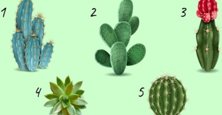 ODABERITE JEDAN KAKTUS SA SLIKE: Test podsvijesti otkriva koje su vaše najveće vrline, a koje mane