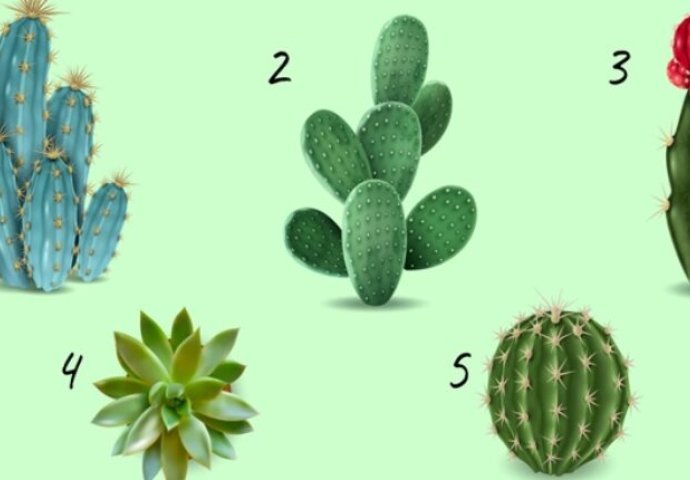 ODABERITE JEDAN KAKTUS SA SLIKE: Test podsvijesti otkriva koje su vaše najveće vrline, a koje mane