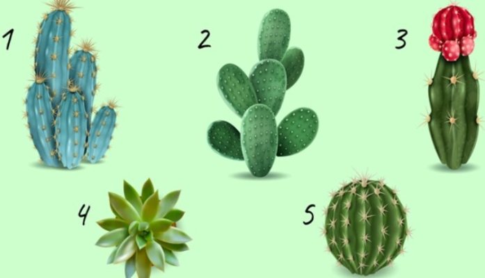 kaktus-750x430
