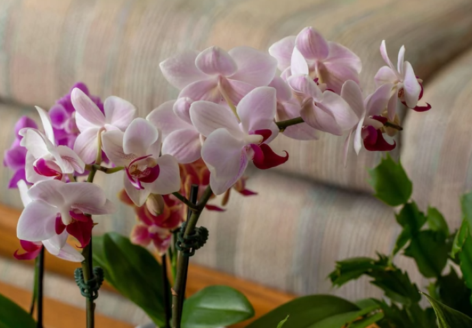 Zbog OVIH GREŠAKA vam orhideje VENU tokom zime: Na 5 stvari morate da obratite pažnju