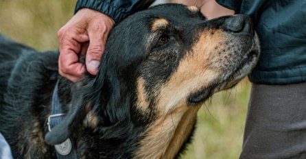 Svaki pas uradi jednu stvar kada se nađe u blizini loše osobe: Dobro zapamtite ovu reakciju