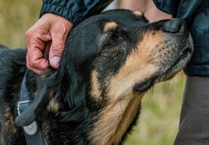 Svaki pas uradi jednu stvar kada se nađe u blizini loše osobe: Dobro zapamtite ovu reakciju