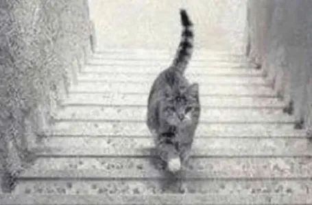 OPTIČKA ILUZIJA: Jeste li optimista ili pesimista na osnovu slike koju vidite?
