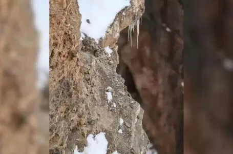 Ova mozgalica je zadala muke mnogima: Možete li pronaći leoparda na fotografiji?