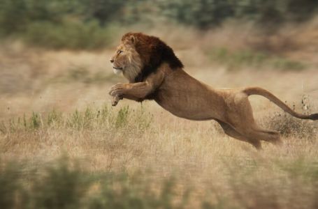 U Keniji pronađeno tijelo motocikliste kojeg je vjerovatno ubio lav