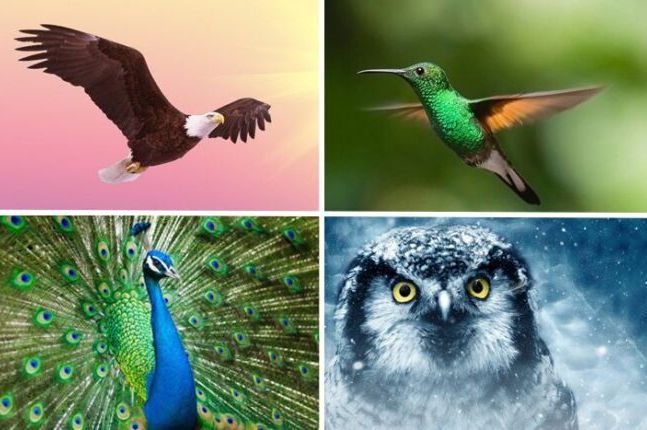 NAJTAČNIJI TEST LIČNOSTI KOJI JE KREIRAO ČUVENI PSIHOLOG: Izaberite 1 pticu i saznajte vaše MANE