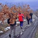 Badnjak je simbol Božića, ali mnogi još uvijek ne znaju šta se sa njim radi nakon praznika