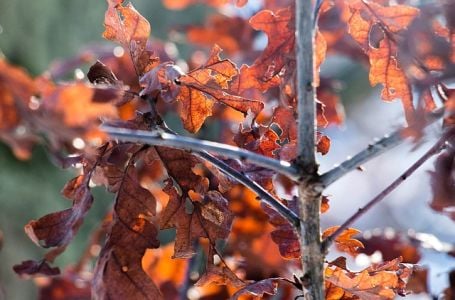 Ovo su običaji za Badnje jutro: Vjeruje se da jedan donosi zdravlje cijeloj porodici