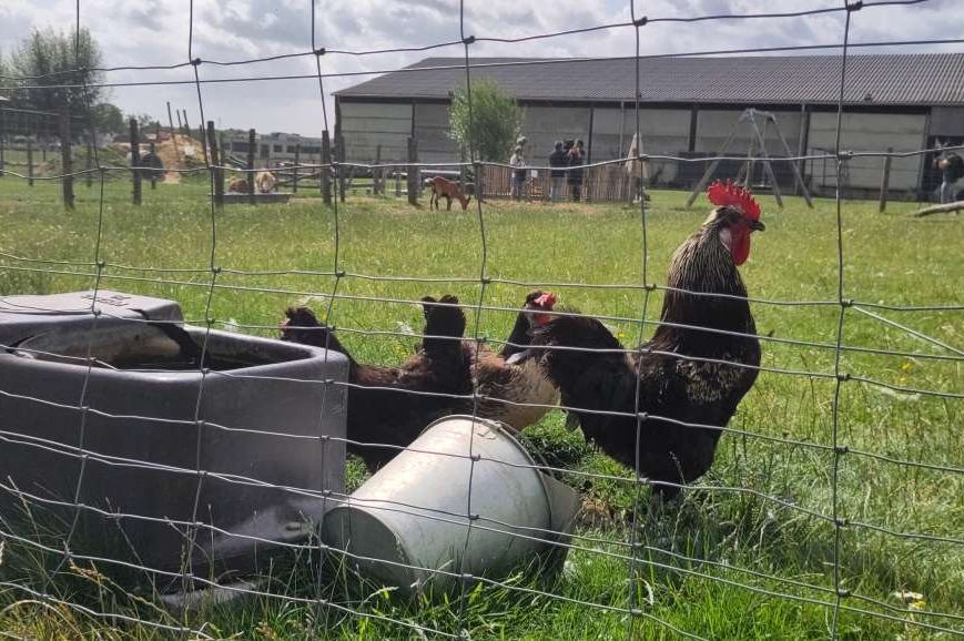 Pet zemalja zabranjuje uvoz peradi iz Belgije zbog izbijanja ptičje gripe