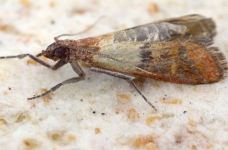 Moljci bježe kao ludi od ovoga, kao i ostale štetočine! Treba vam samo sitnica koju svako ima u domu