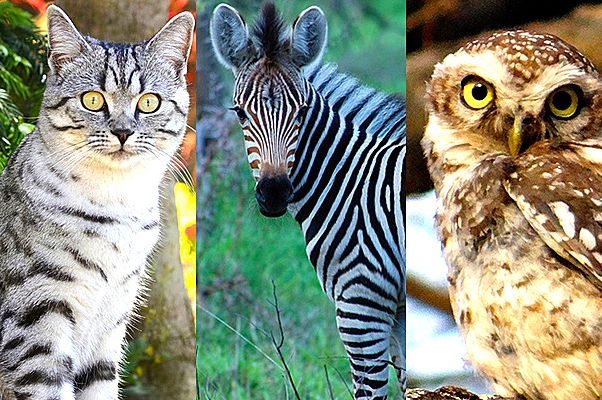 TEST: Oči jedne životinje na slici zovu vašu dušu – Evo koju poruku imaju za vas!