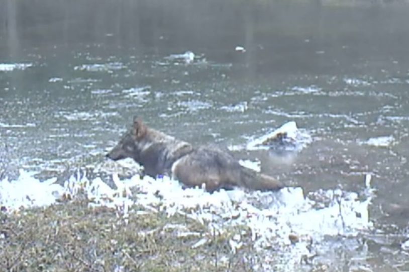 Prizor koji se rijetko viđa: Pogledajte sivog vuka koji se igra se u zaleđenoj lokvi (VIDEO)