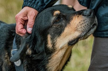 Evo šta svaki pas uradi kada se nađe u blizini loše osobe: DOBRO ZAPAMTITE OVU REAKCIJU