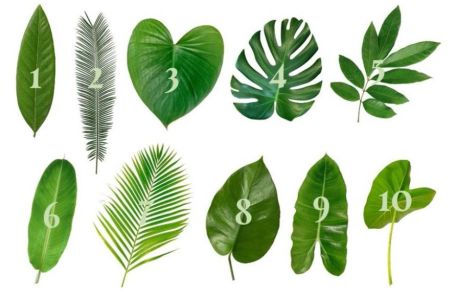 IZABERITE JEDAN LIST SA SLIKE I ZAMISLITE ŽELJU: Odabir otkriva da li će se želja ispuniti