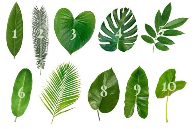 IZABERITE LIST SA SLIKE I zamislite želju: Otkrijte šta vas očekuje i da li će se ŽELJA ISPUNITI