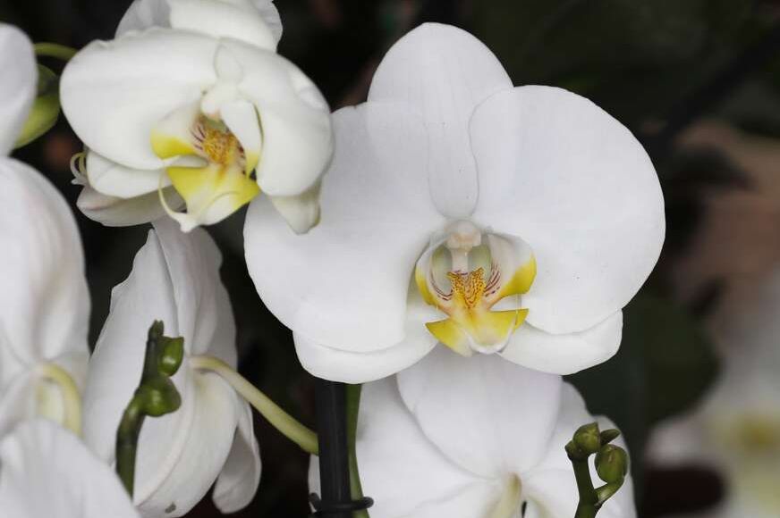 CVJETAĆE BOLJE I LJEPŠE NEGO IKADA: Potopite ovu namirnicu u vodu i time zalivajte orhideju