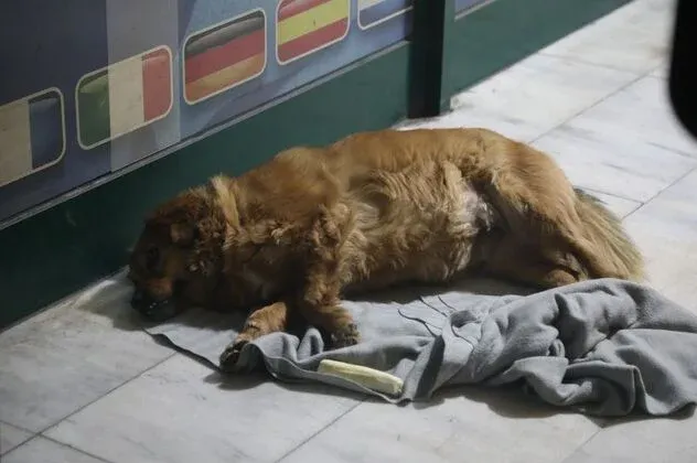 OVE FOTOGRAFIJE ĆE VAS SLOMITI: Pas ubijene Tuzlanke ne odlazi ispred kafića gdje se desio zločin