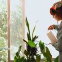 IDEALNE ZA SVAKI DOM: Ove prelijepe biljke uklanjaju prašinu i alergene iz prostorija