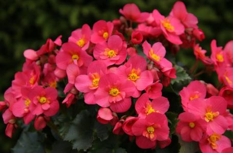 Ove 4 biljke će najljepše ukrasiti vaš balkon i terasu u proljeće: Pravo je vrijeme da ih posadite