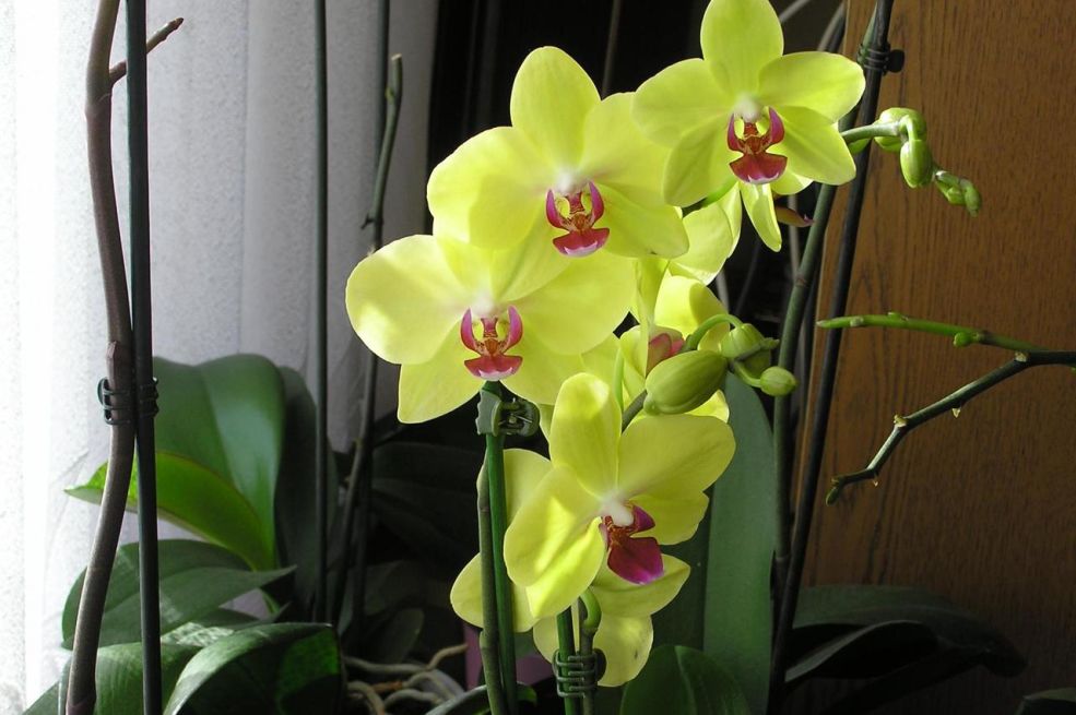 Trik da ruže i orhideje cvjetaju kao lude: Potrebna jedna stvar koju inače bacate