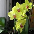 Trik da ruže i orhideje cvjetaju kao lude: Potrebna jedna stvar koju inače bacate