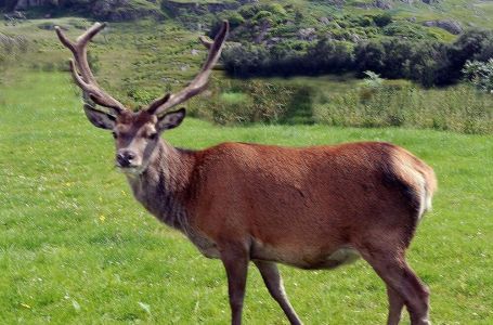 SLIKAO JE PRIRODU I UHVATIO JELENA: Kad je došao kući i pogledao fotku, bukvalno mu je pozlilo