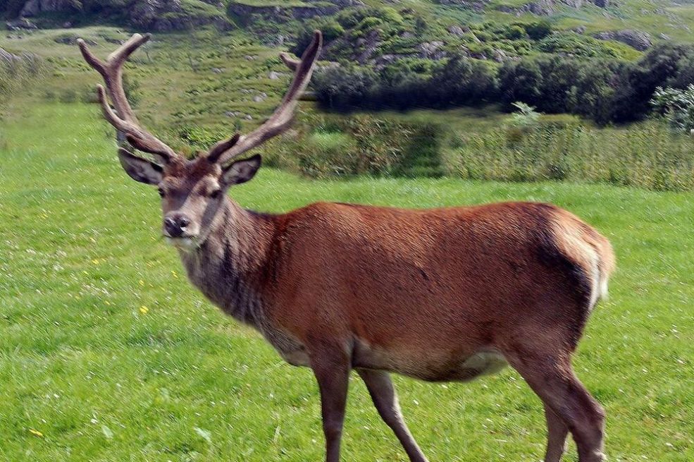 SLIKAO JE PRIRODU I UHVATIO JELENA: Kad je došao kući i pogledao fotku, bukvalno mu je pozlilo