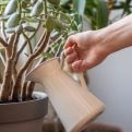 Što više raste, više novca donosi u kuću: Trik kako da vaše drvo novca bujno procvjeta