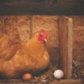 NAUČNICI ZNAJU ODGOVOR NA NAJSTARIJE PITANJE: Otkrili šta je starije – kokoška ili jaje