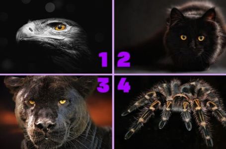 TEST PODSVIJESTI SA 4 ŽIVOTINJE: Odaberite jednu i saznajte koja je mračna strana vaše ličnosti