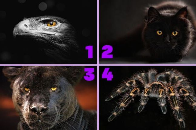 TEST PODSVIJESTI SA 4 ŽIVOTINJE: Odaberite jednu i saznajte koja je mračna strana vaše ličnosti