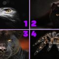 Test podsvijesti sa 4 životinje: Odaberite jednu i saznajte koja je mračna strana vaše ličnosti