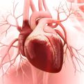 Aorta priznata kao zaseban ljudski organ