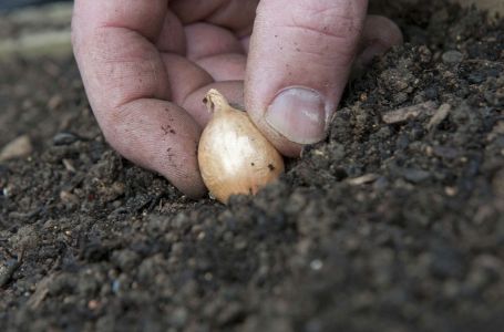 POSIJTE OVU BILJKU UZ LUK I IMAT ĆETE UROD GODINE: A pripremit se i na poboljšanu aromu