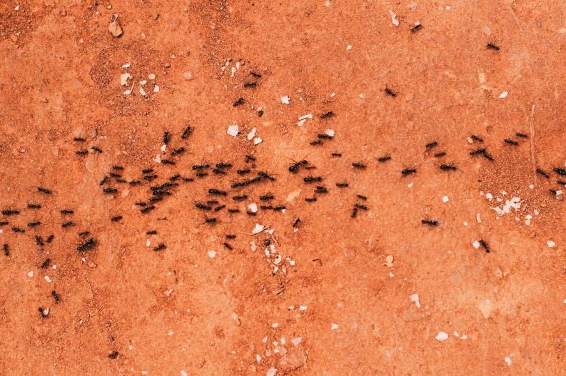Mravi će se momentalno iseliti iz vaše kuće: U vodu kojom brišete pod samo dodajte mrvicu ovog začin