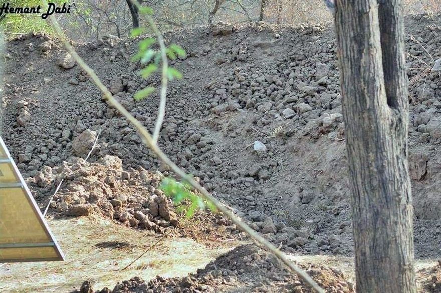 FOTOGRAFIJA KOJA JE SVE DOVELA DO LUDILA: Samo rijetki mogu da uoče leoparda za 15 sekundi