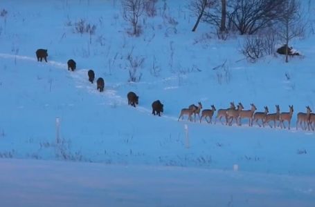 DA LI STE IKADA VIDJELI OVAKO NEŠTO? Neobičan prizor iz prirode širi se mrežama (VIDEO)