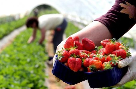 Inspekcija RS zabranila uvoz više od hiljadu kilograma jagoda iz Albanije