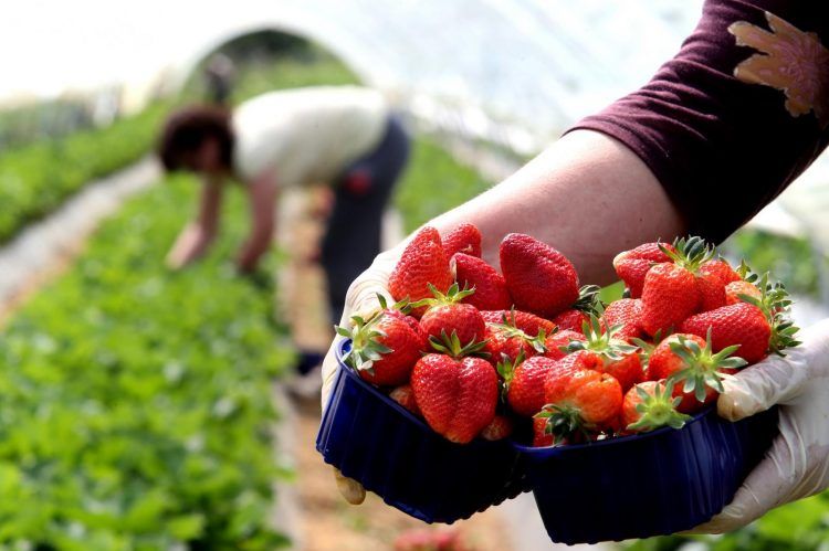Inspekcija RS zabranila uvoz više od hiljadu kilograma jagoda iz Albanije