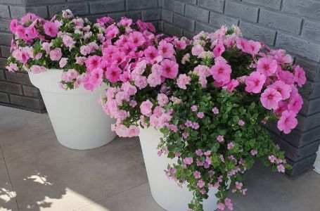 Cvjeta sve do prvog mraza: Idealna balkonska biljka koja voli društvo drugog cvijeća