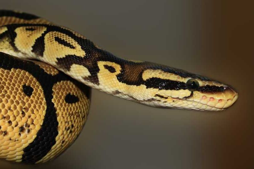 STRAVA U BOSNI I HERCEGOVINI: Zmija izašla iz utičnice (FOTO)