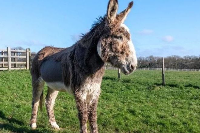 Bizarna nesreća u BiH: Žena udarila magarca, pričinjena velika materijalna šteta