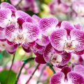 JEDNOSTAVNA I BESPLATNA METODA: Žena otkrila kako je njena orhideja cvjetala čak 12 godina